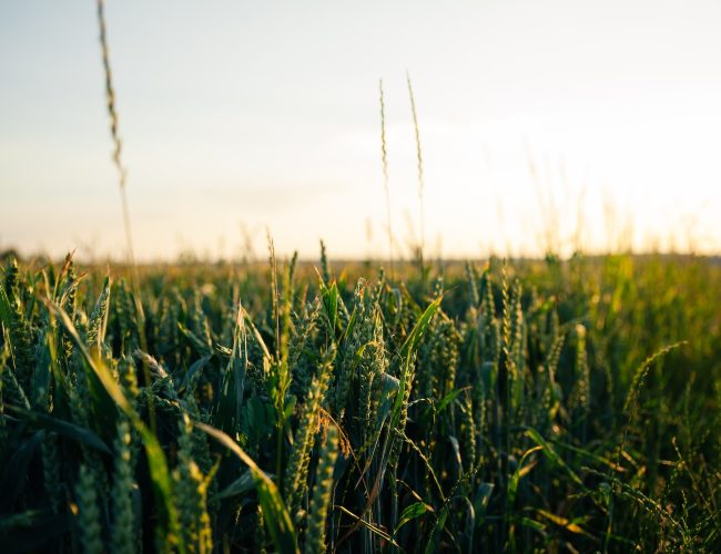 What Are the Benefits of GMO Farming? [Genetically modified organisms Pros & Cons]