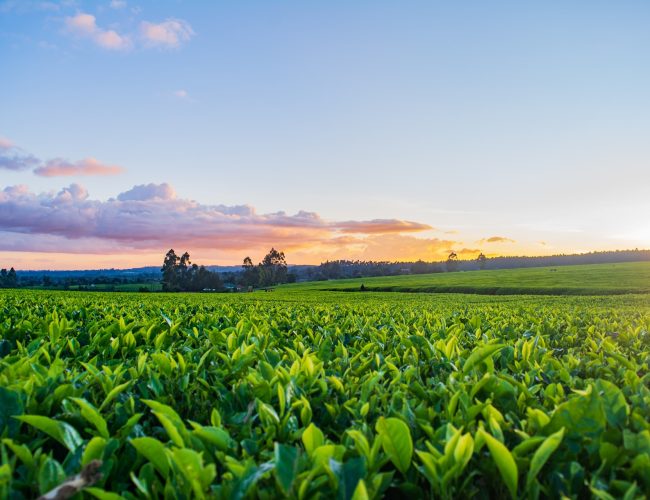What Is Arable Land? Explained!