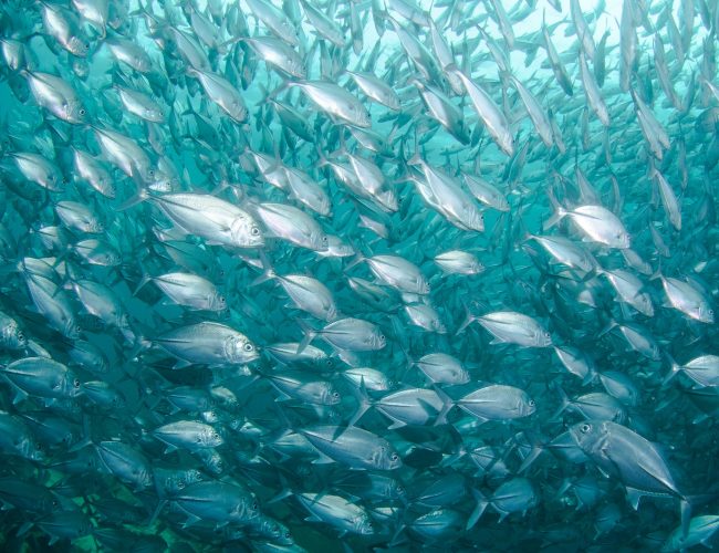 What is Fish Farming? Complete Guide