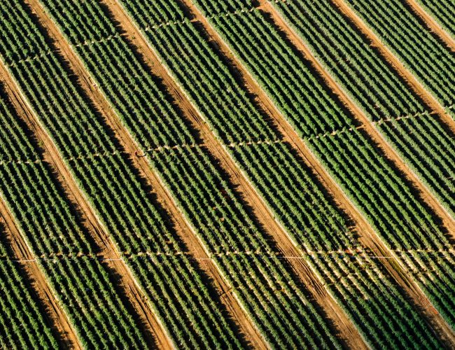 What is Agricultural Botany?