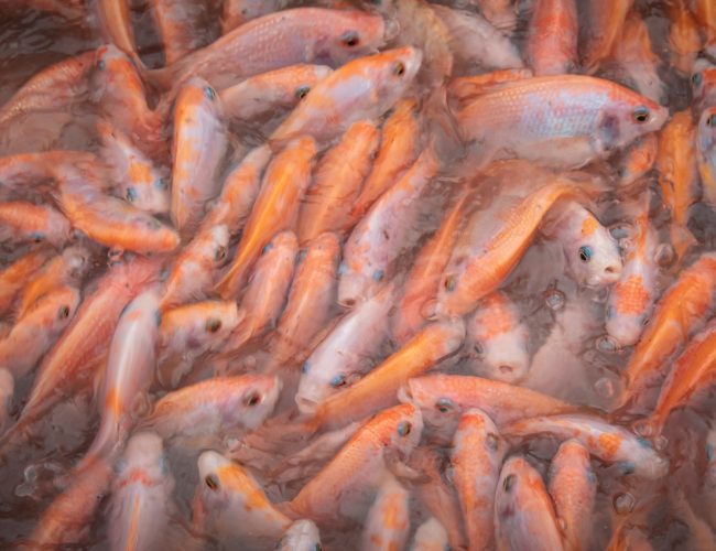 What is Agricultural Machinery? An Overview